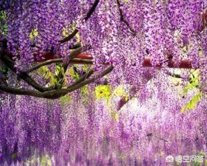 仙露琼浆的意思（仙露琼浆成语的意思）