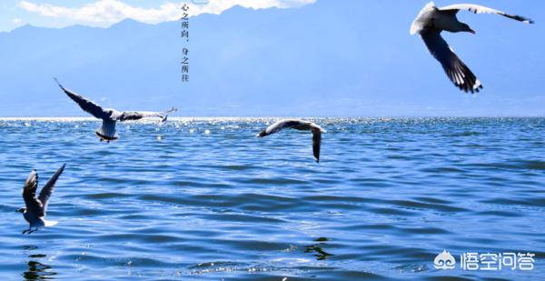 身之所往（身之所往皆安康）