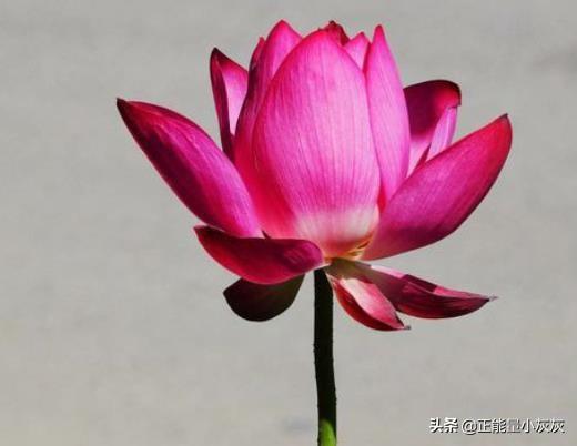 亭亭玉立是什么意思（美丽的西湖中的亭亭玉立是什么意思）