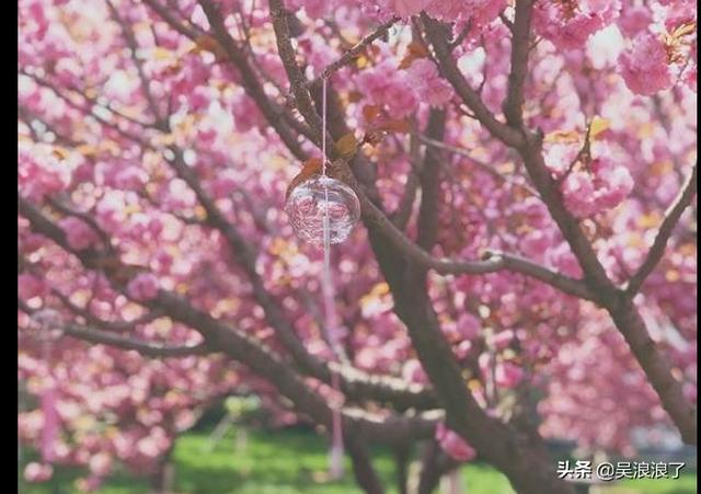 走马观花（走马观花是什么意思）