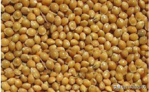 油馍的拼音（油馍的拼音脑畔）