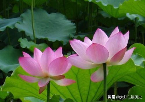 描写夏天的词语（描写夏天的词语骄阳似火）