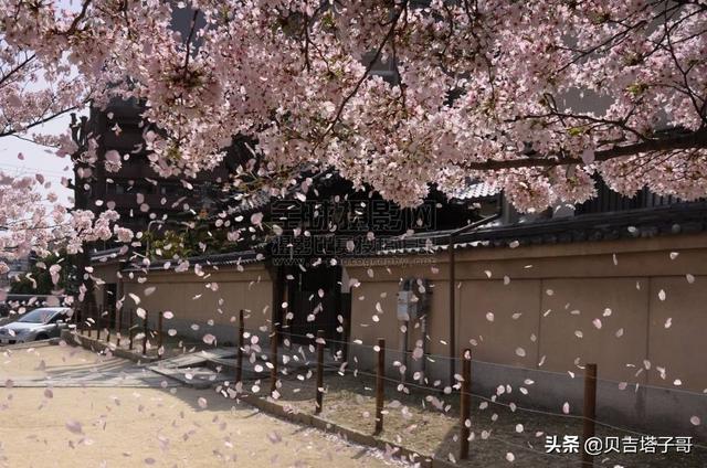 纷组词（纷组词大全）