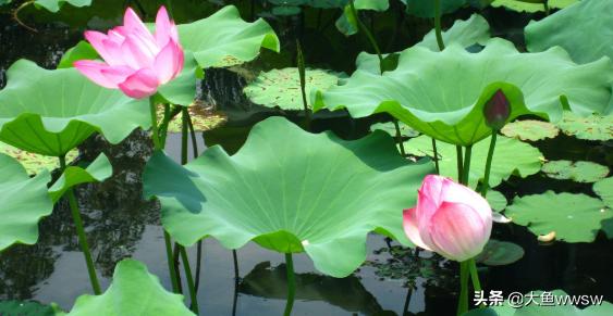 葳蕤菡萏怎么念（耋耄耆耈怎么念）