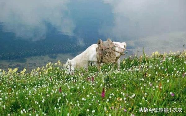 浅草才能没马蹄（浅草才能没马蹄是什么意思）